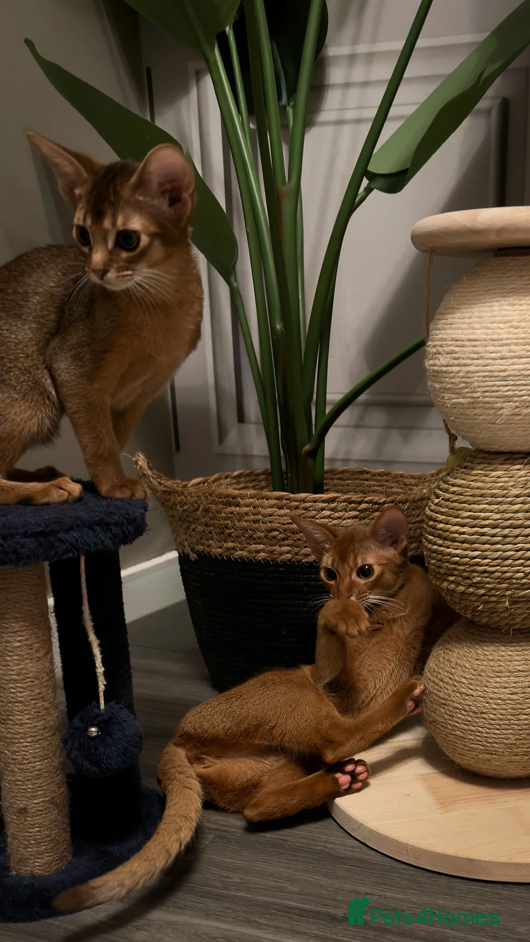 Abyssinian cats for sale: Champion Line Pedigree Abyssinian Kittens  - Advert 20
