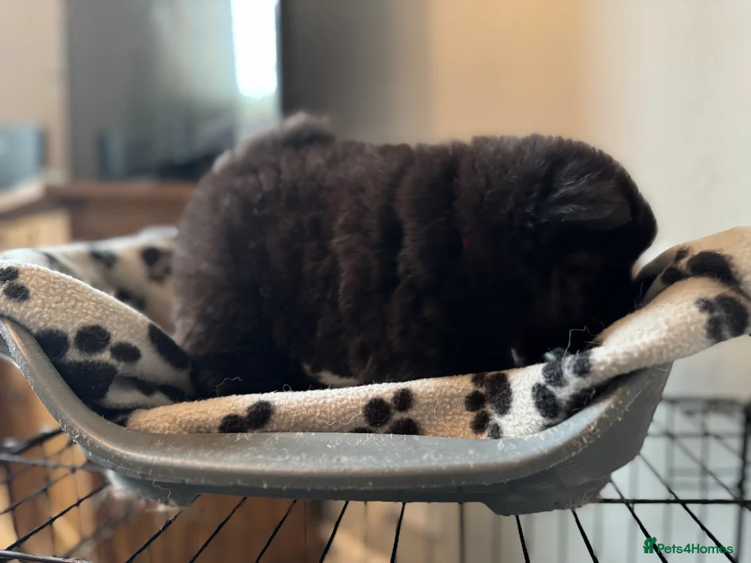 Chow Chow dogs for sale: Stunning Kc puppies  - Advert 7