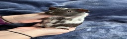 Guinea Pig rodents for sale: Dalmation baby Guinea pigs - Advert 6