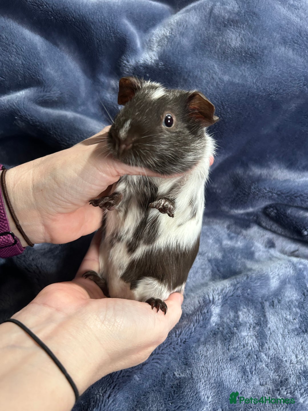 Guinea Pig rodents for sale: Dalmation baby Guinea pigs - Advert 6