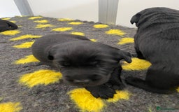 Labrador Retriever dogs for sale: Black Labrador puppies  - Image 6