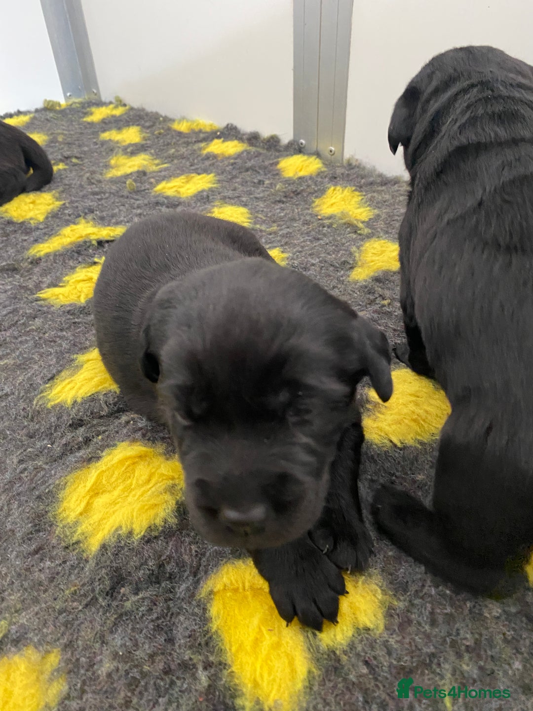 Labrador Retriever dogs for sale: Black Labrador puppies  - Image 6