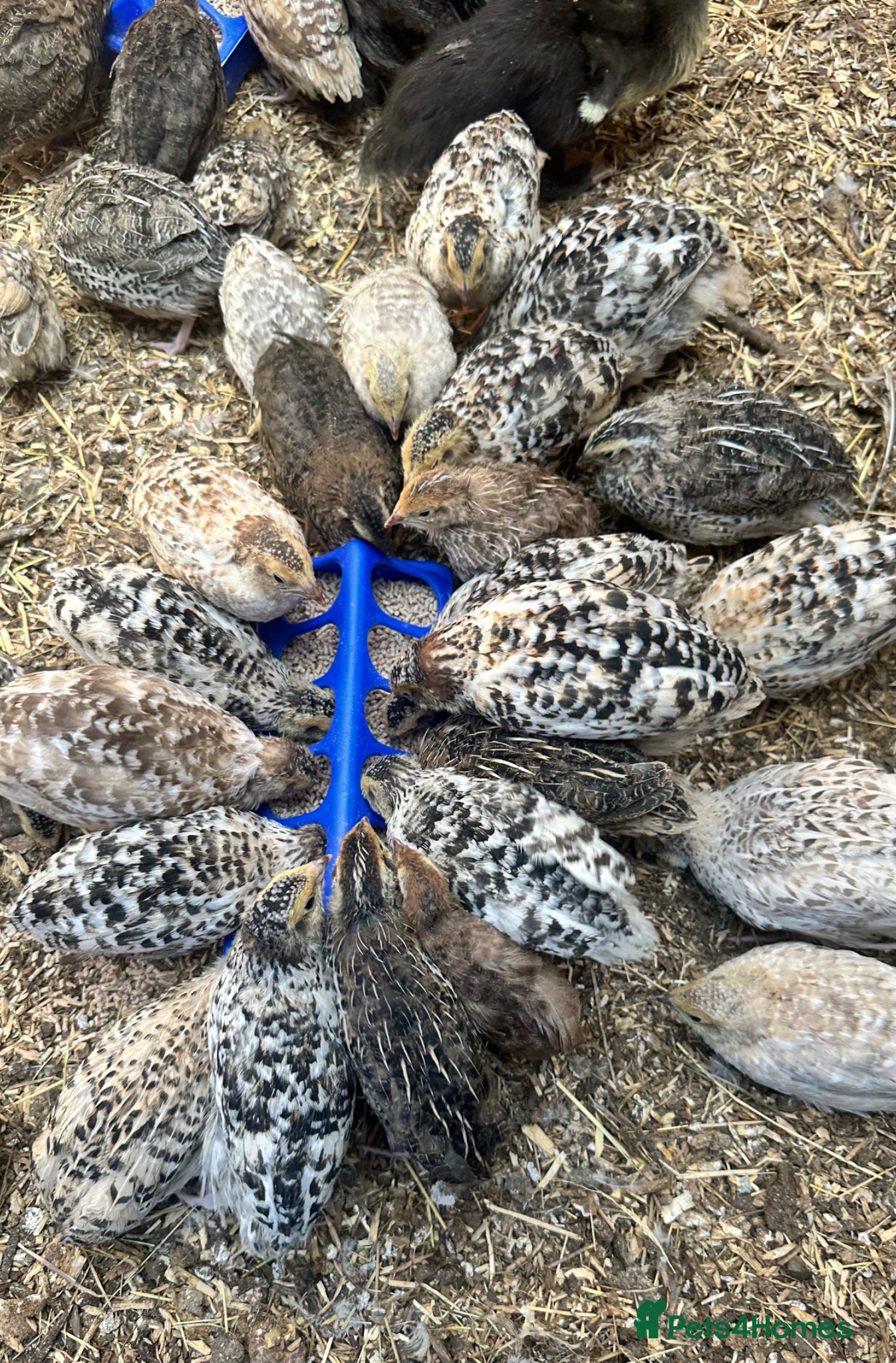 Quail poultry Coturnix quails - Advert 1