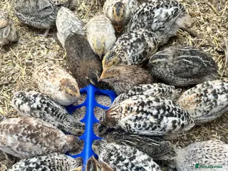 Quail poultry for sale: Coturnix and CPQ quails - Advert 2
