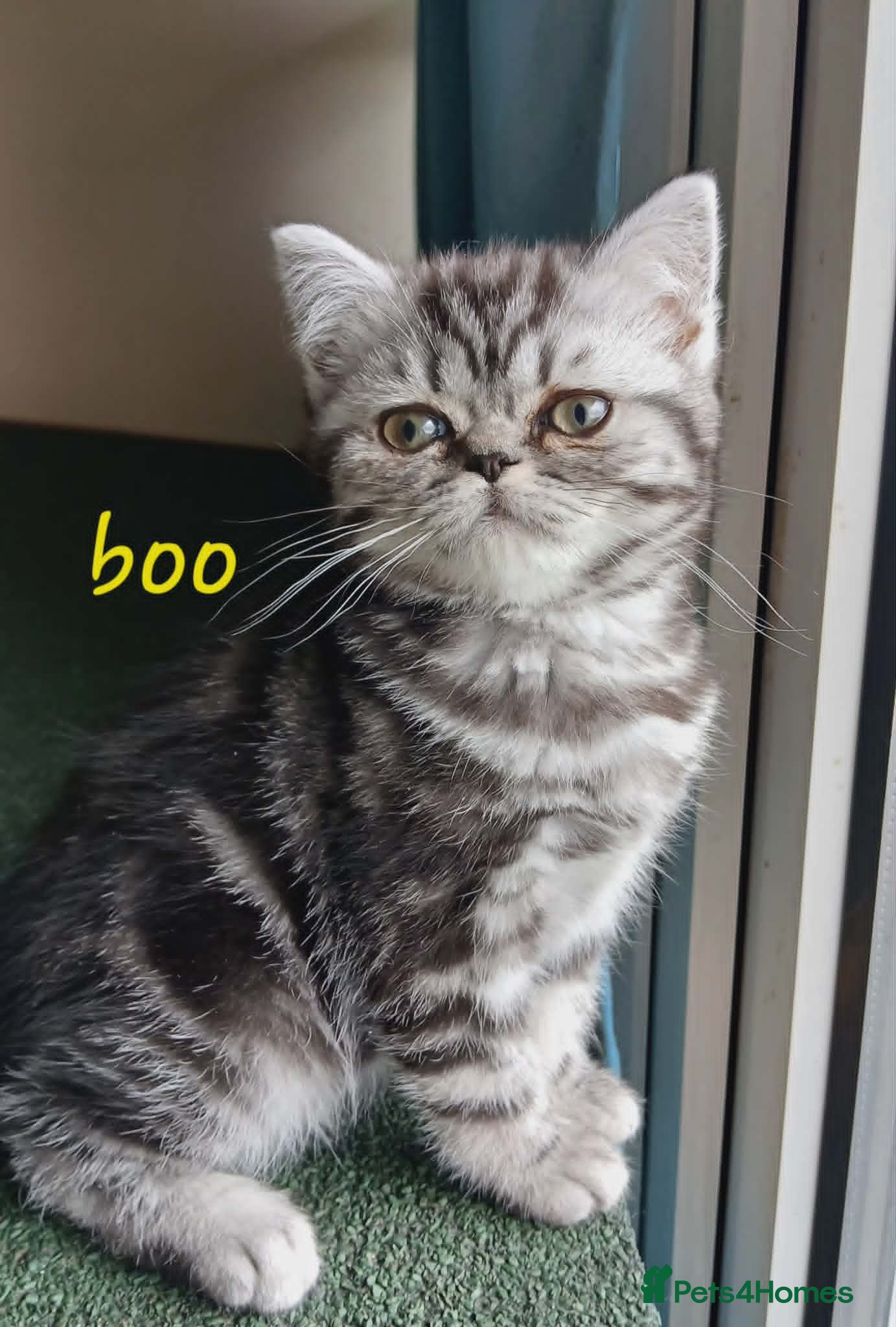 British Shorthair cats for sale: Bsh. Silver Classic Tabby . - Advert 14