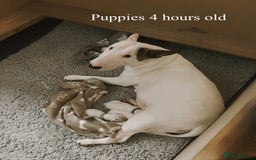 English Bull Terrier dogs for sale: Adorable English Bull Terrier Puppies - Image 19