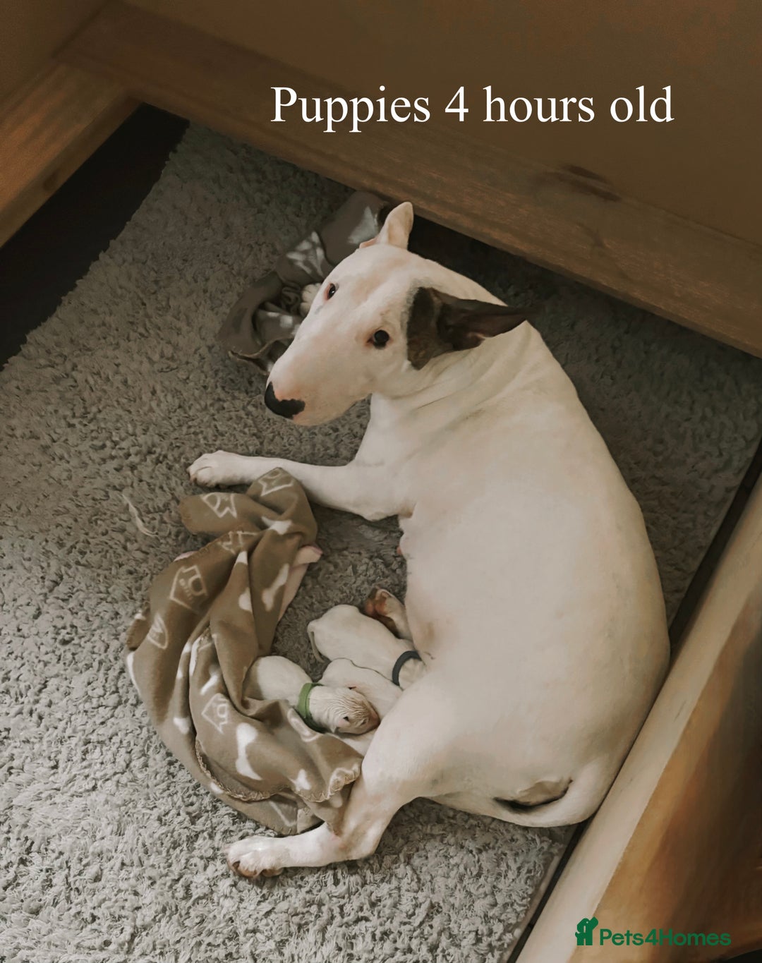 English Bull Terrier dogs for sale: Adorable English Bull Terrier Puppies - Image 19
