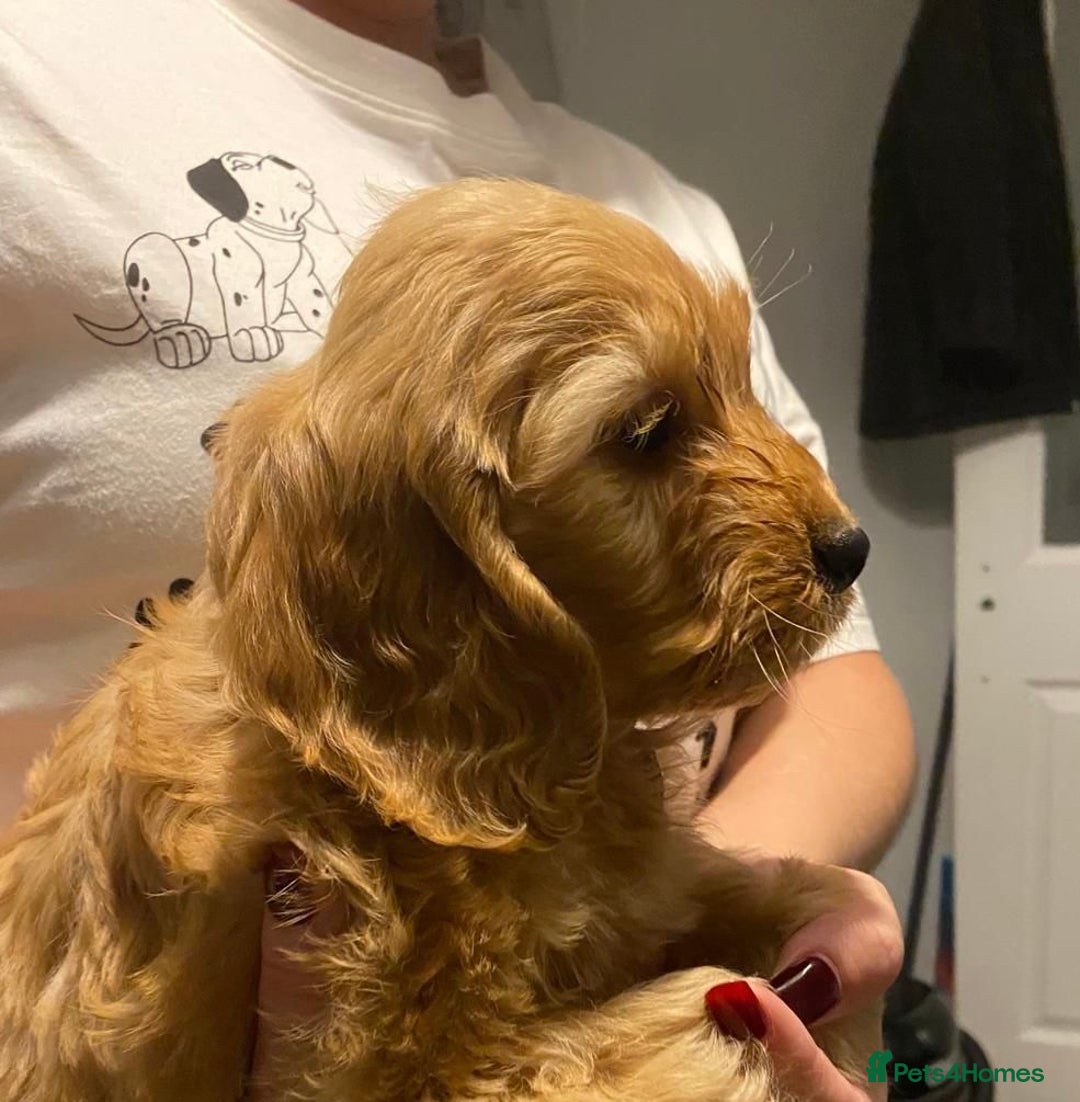 Cockapoo dogs for sale: ADORABLE COCKAPOO PUPPIES  - Advert 31