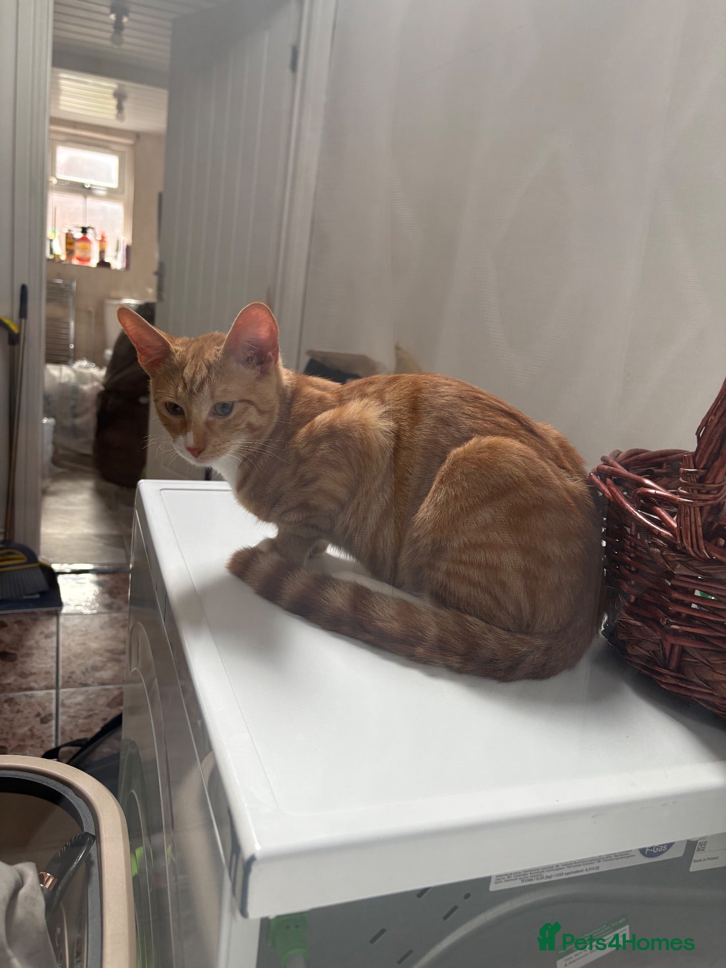 Mixed Breed cats Beautiful Orange Tabby Cat - Advert 1