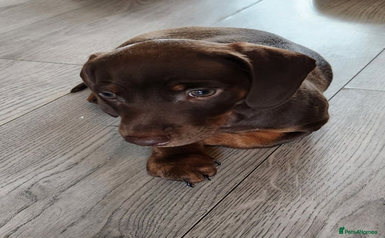Miniature Dachshund dogs - Advert 1