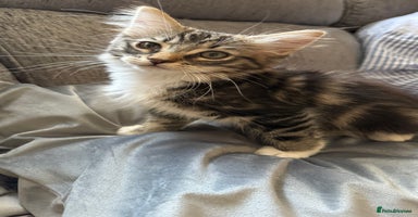 Mixed Breed cats - Advert 3