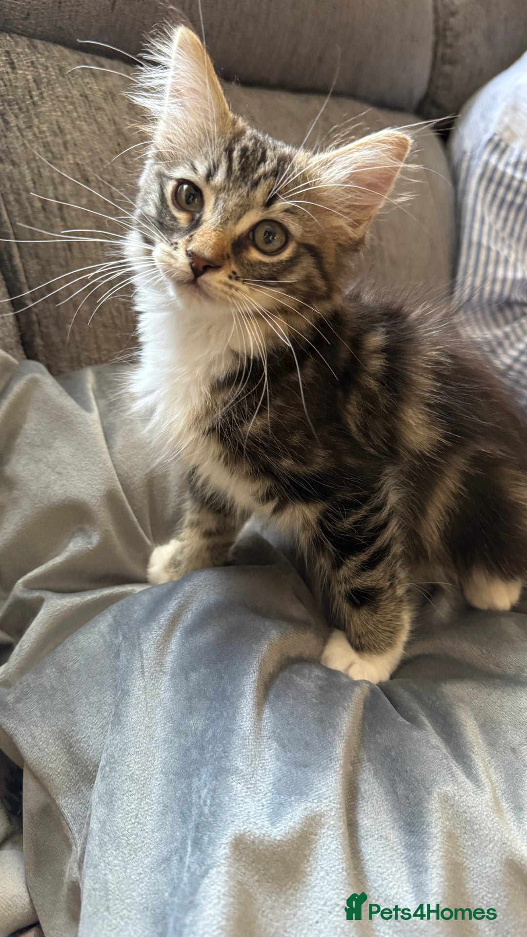 Mixed Breed cats for sale: Adorable kitten - Image 2