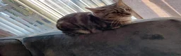 Mixed Breed cats for sale: Free Female cat  - Advert 3
