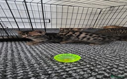 Bengal cats for sale: Mixed Tabby x Bengal Kittens – 2 Males Left 🐾 - Image 7