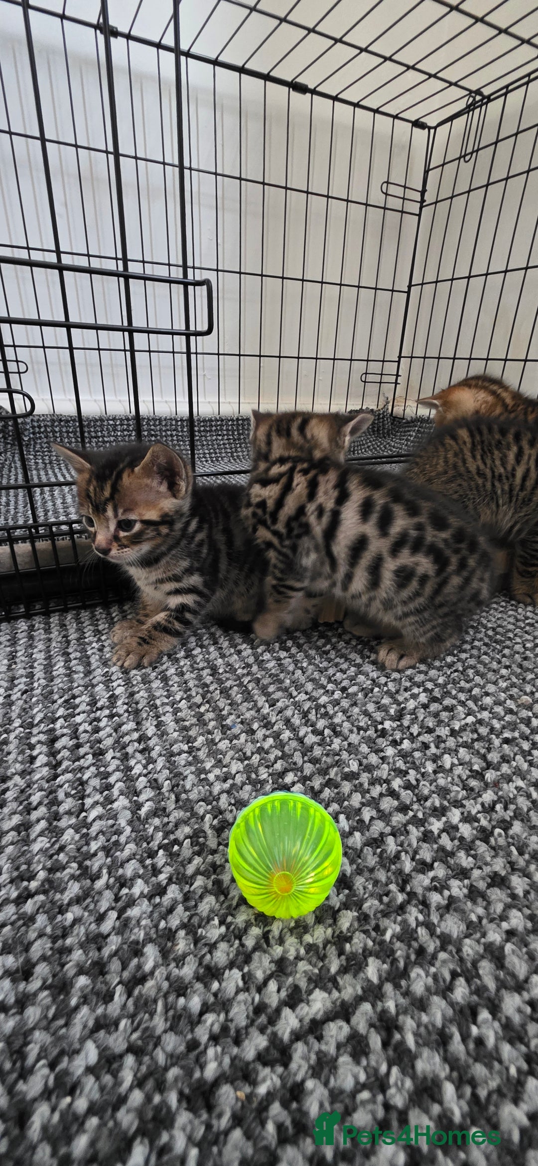 Bengal cats for sale: Mixed Tabby x Bengal Kittens – 2 Males Left 🐾 - Image 7
