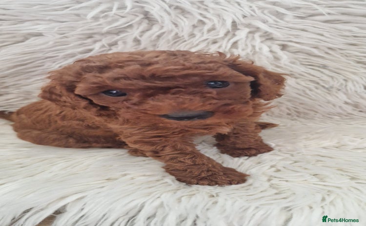 Toy Poodle dogs - Advert 1