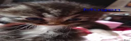 Siberian cats for sale: Adorable Siberian kittens - Advert 19