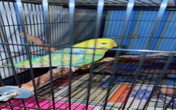 Budgerigars birds for sale: Budgies for sale 2 females with cage and food - Image 3
