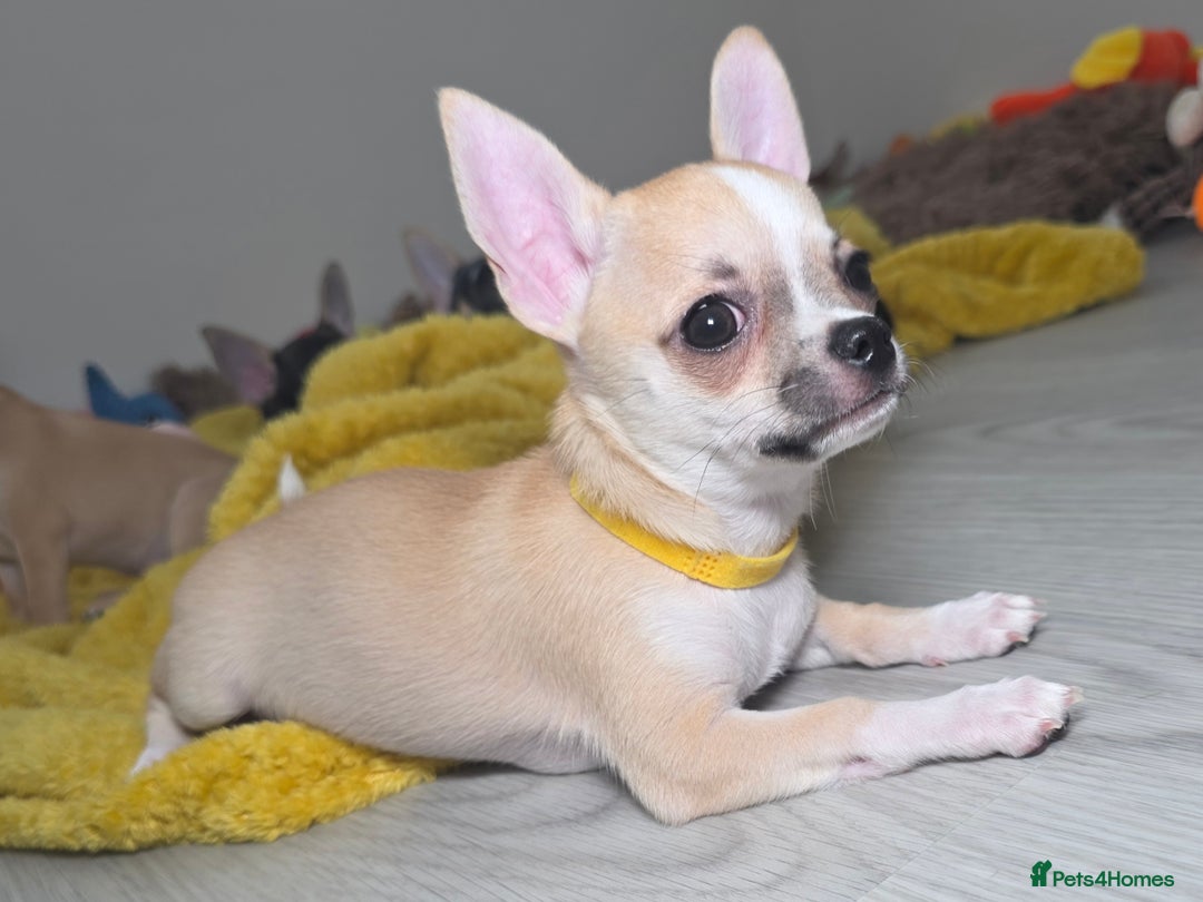 Chihuahua dogs for sale: CHIHUAHUA Girls Ready To Go - Advert 24