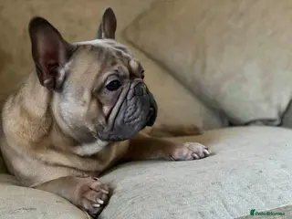 French Bulldog dogs 6 Year Old Male Frenchie - Advert 1