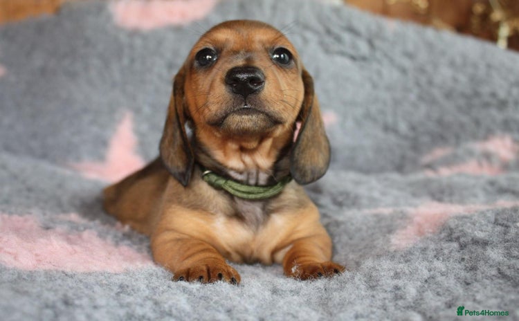Dachshund dogs - Advert 1