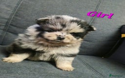 Pomeranian dogs for sale: Beautiful pomeranian puppies for sale 🥰 - Image 5