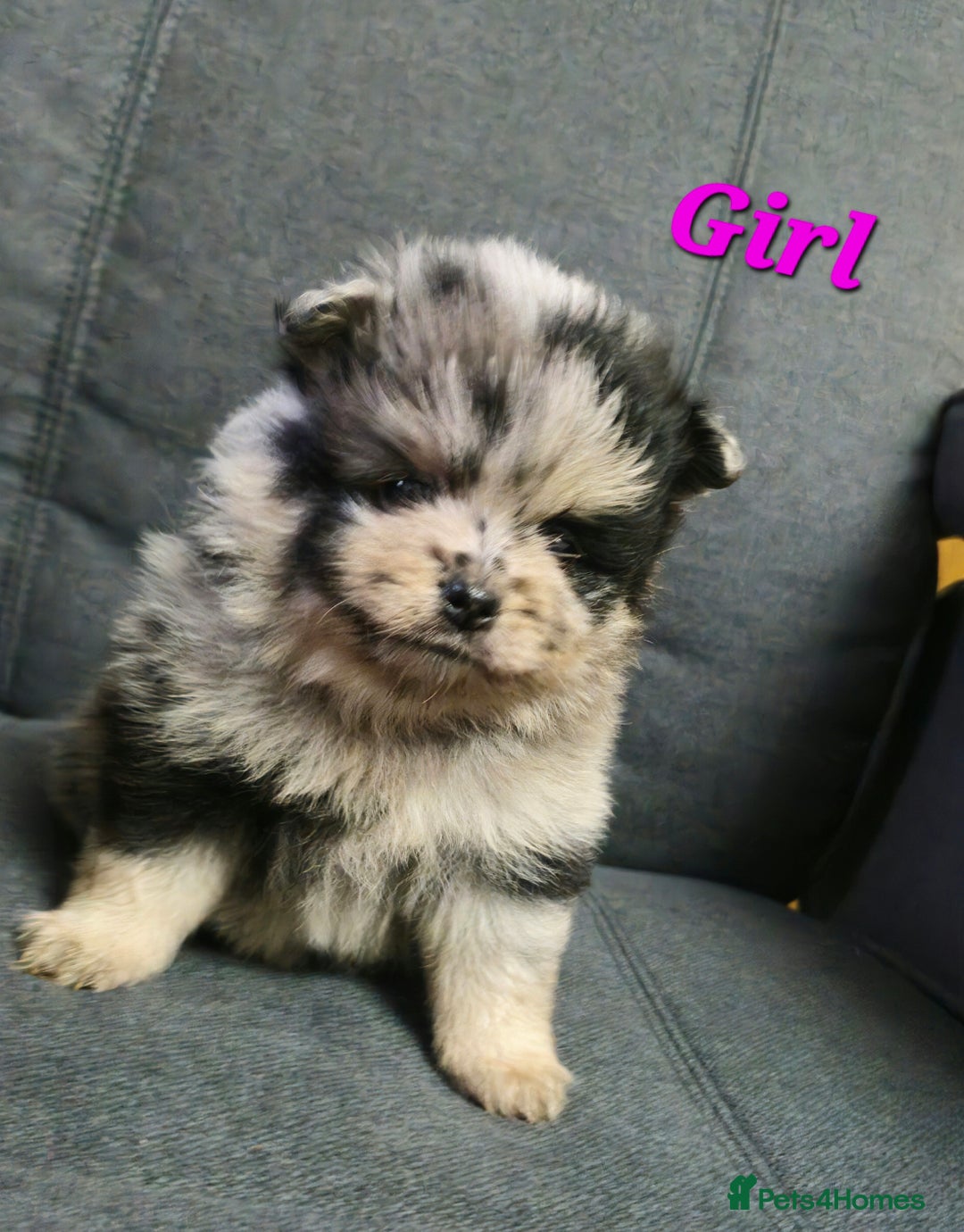 Pomeranian dogs for sale: Beautiful pomeranian puppies for sale 🥰 - Image 5
