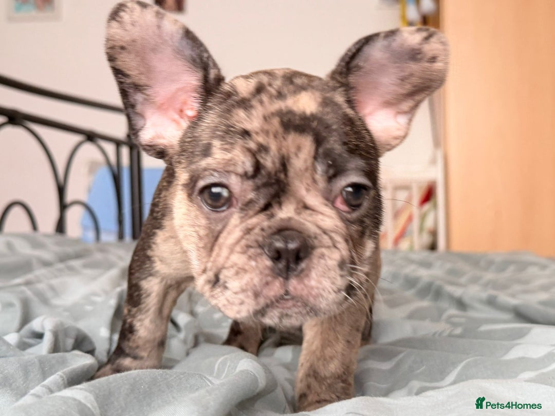 French Bulldog dogs for sale: Adorable French Bulldog puppies  - Advert 16