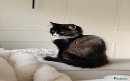 Mixed Breed cats for sale: Our Beautiful Dice - Image 4