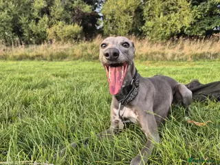 Whippet dogs KC Exceptional Whippet Puppies – Racing Line - Advert 10