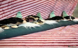 Bernedoodle dogs for sale: Tri Bernedoodle boys and girls  - Advert 7