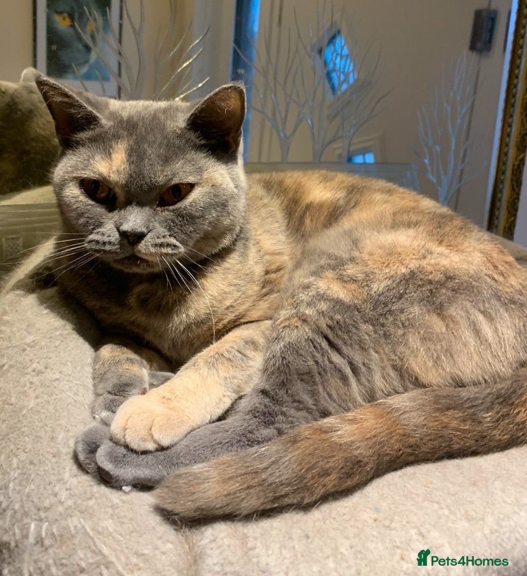 British Shorthair cats for sale: READY NOW Beautiful, Friendly, Playful BSH Kittens - Advert 5