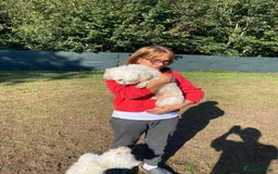 Bichon Frise dogs for adoption: OSCAR - an oldish but lovely boy for a Loving Home - Image 5