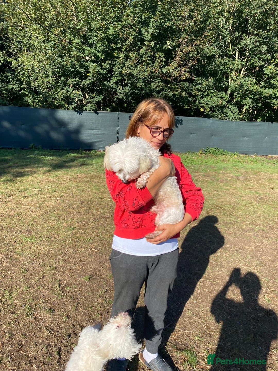 Bichon Frise dogs for adoption: OSCAR - an oldish but lovely boy for a Loving Home - Image 5