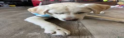Labrador Retriever dogs for sale: Gorgeous Labrador - Advert 8