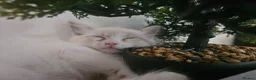 Ragdoll cats for sale: Friendly and playfull Ragdoll x  - Advert 9
