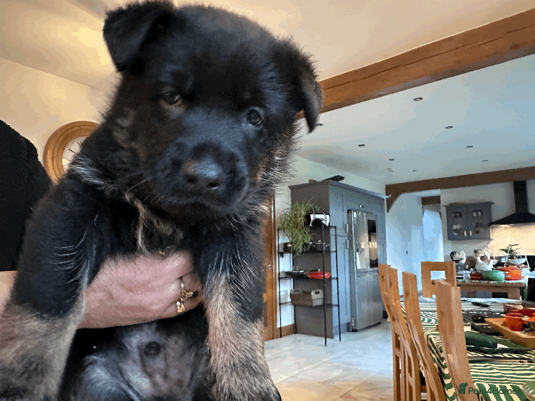 German Shepherd dogs for sale: ONE EXCLUSIVE FEMALE GSD PUP, HOME RARED AND BRED. - Advert 22