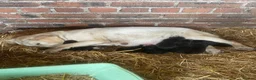 Borador dogs for sale: Labrador x collie puppies  - Advert 2