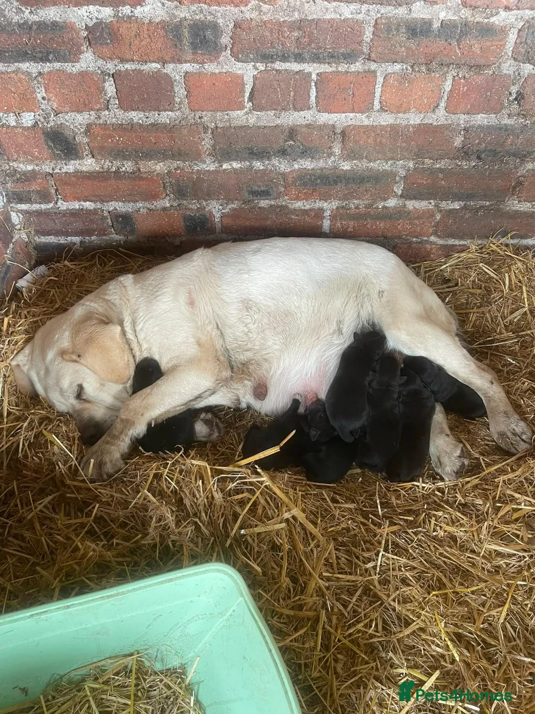 Borador dogs for sale: Labrador x collie puppies  - Advert 2