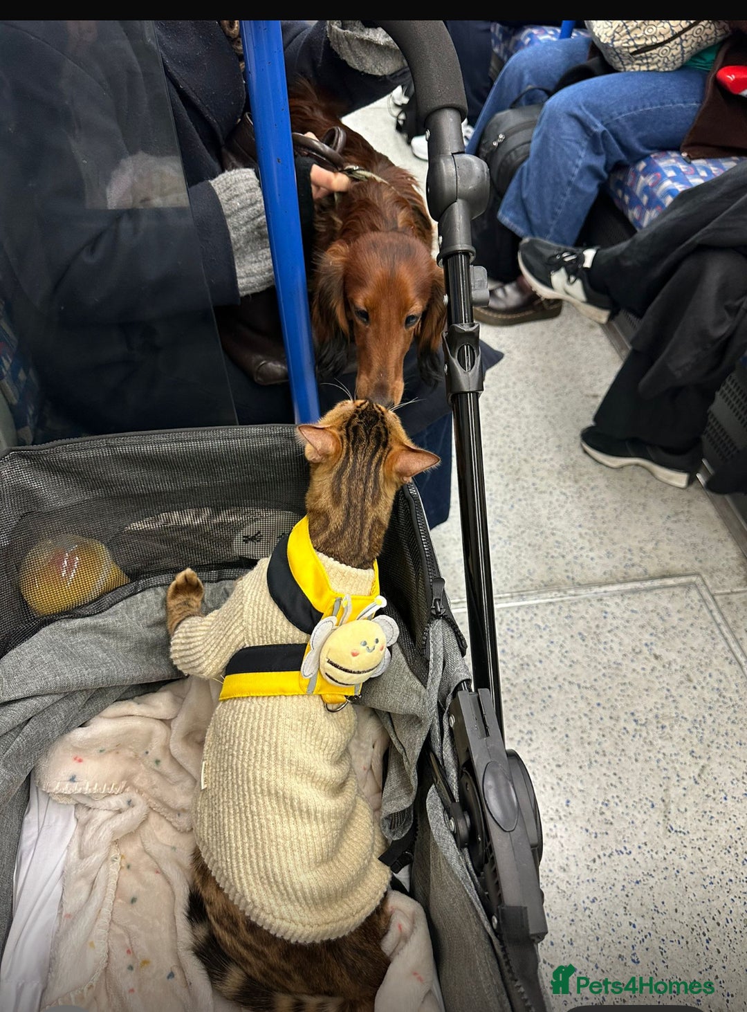 Bengal cats for sale: 🏆🎉New Pedigree Tica Mini Leopards Ready Soon🎉🏆 - Advert 25