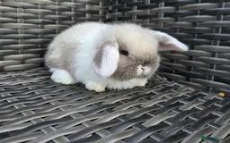 Mini Lop rabbits for sale: Beautiful mini lop bunnies - Image 7