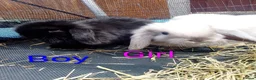 Mini Lop rabbits for sale: Mini Lop Bunnies Ready to leave 12/05 - Advert 9