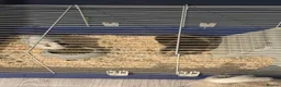 Guinea Pig rodents for sale: 2 male guinea pigs - Advert 7