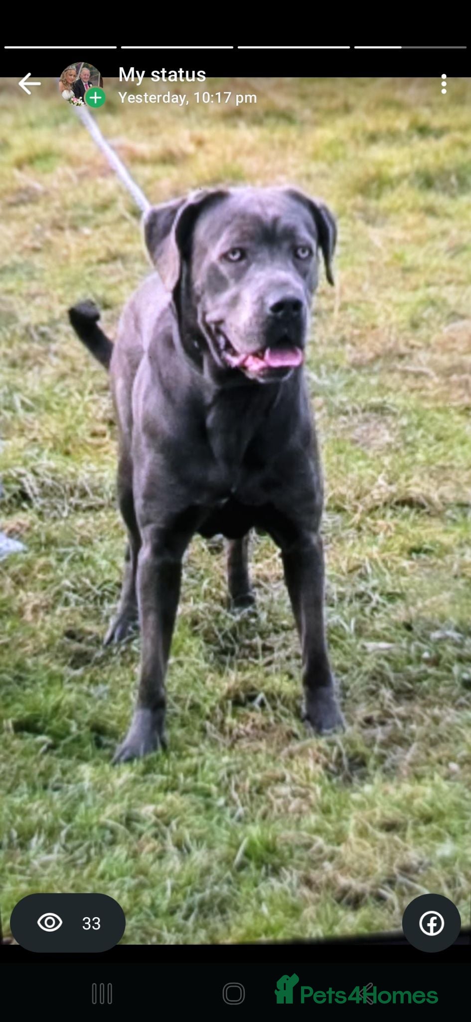 Cane Corso dogs Cane Corso puppies - Advert 2