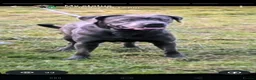Cane Corso dogs for sale: Cane Corso puppies in Bromsgrove - Advert 1