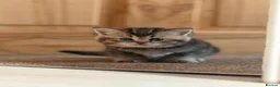 British Shorthair cats for sale: Scottish Fold/ Straight kittens available now - Advert 10