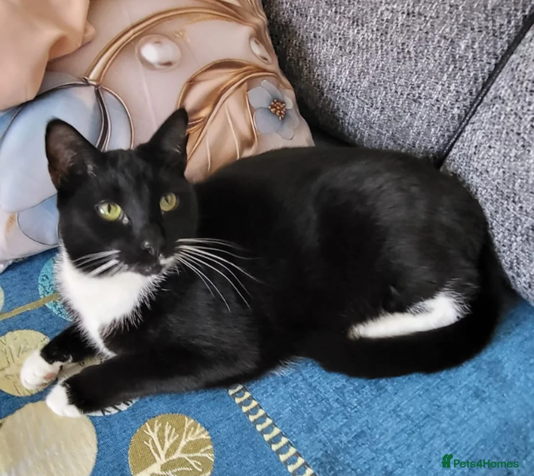 Domestic Shorthair cats for sale: Male Tuxedo Cat - Advert 2