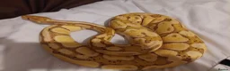 Python Snake reptiles for sale: Female Royal Python  - Advert 4