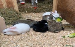 Dutch rabbits for sale: Bunnies for sale - Image 4