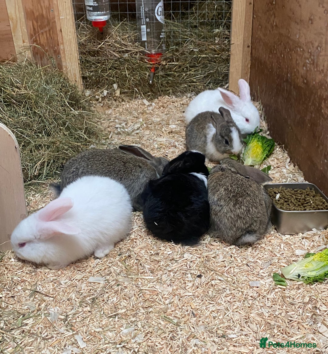 Dutch rabbits for sale: Bunnies for sale - Image 4